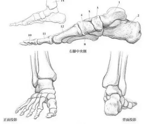 脚的结构图